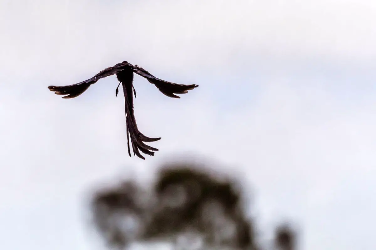 Long tailed widowbirds flying in mid air.