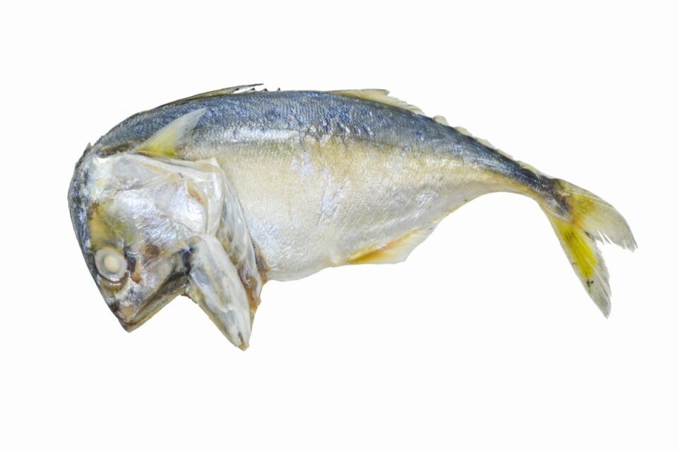 17 Fish Similar to Tilapia NatureNibble