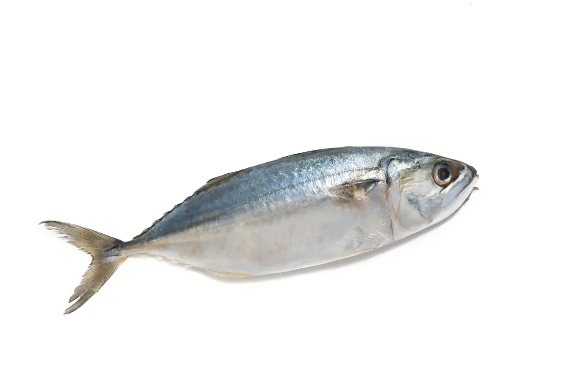 Fresh mackerel isolated on a white background.