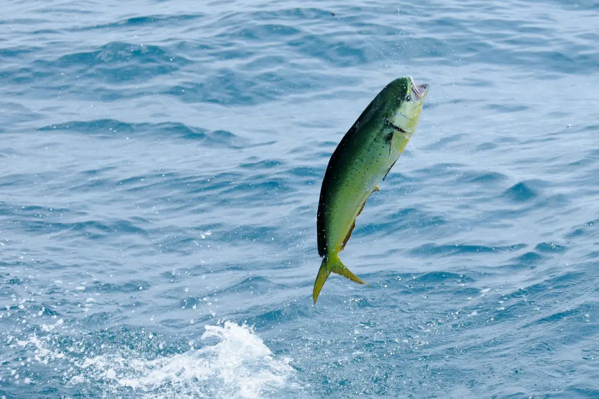 A mahi-mahi or dolphin fish jumping with fish hook in mouth.