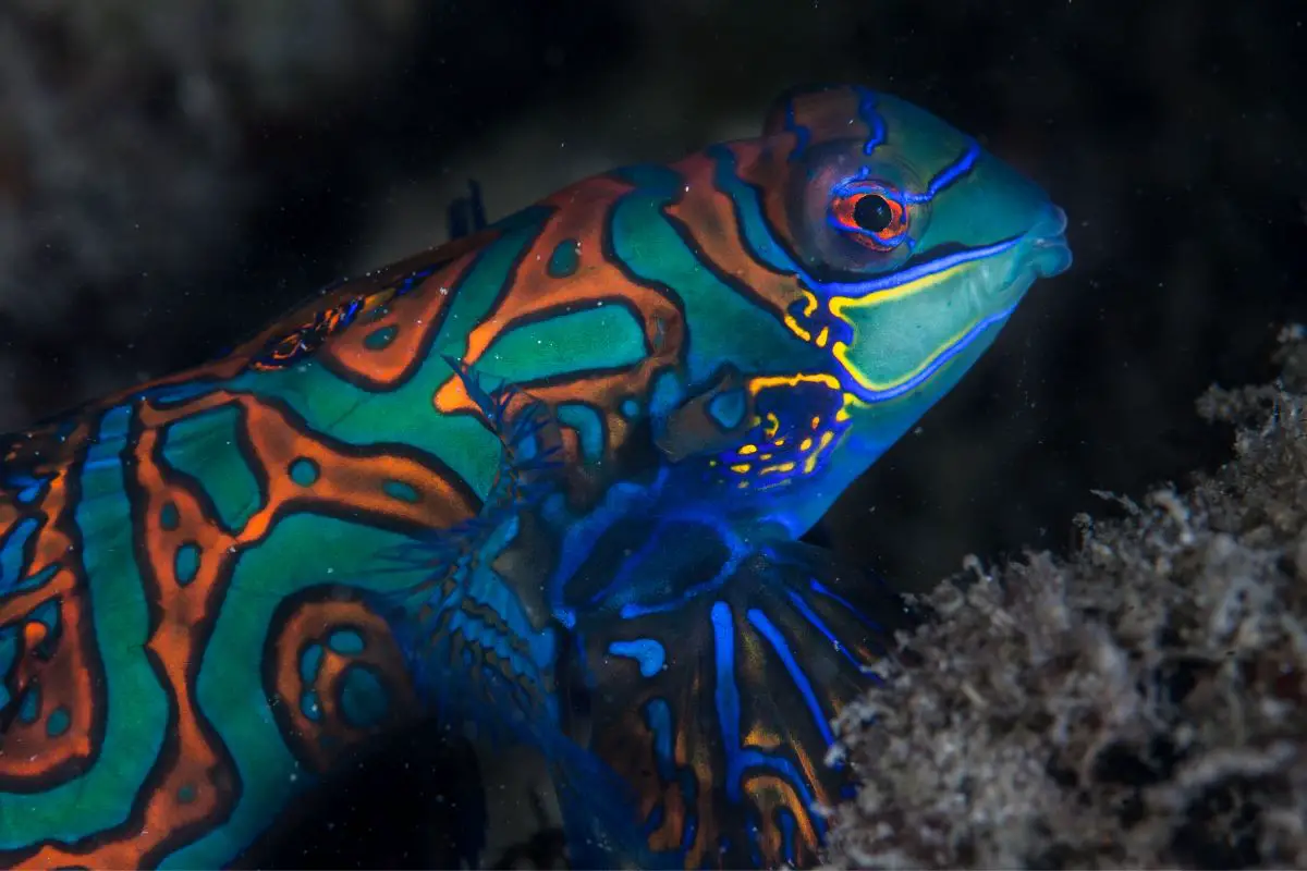 A beautiful mandarinfish is found swimming along the seafloor.