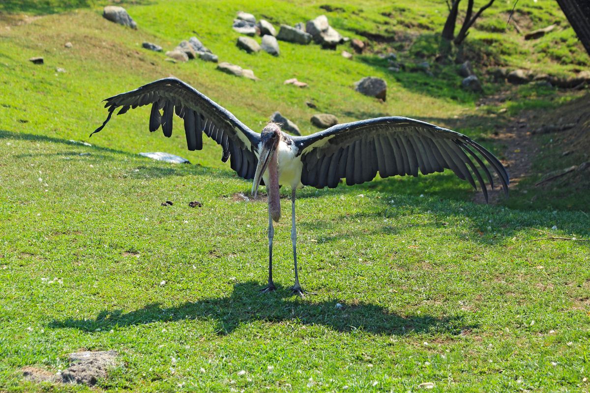 Marabou stork spreads wings at the zoo.