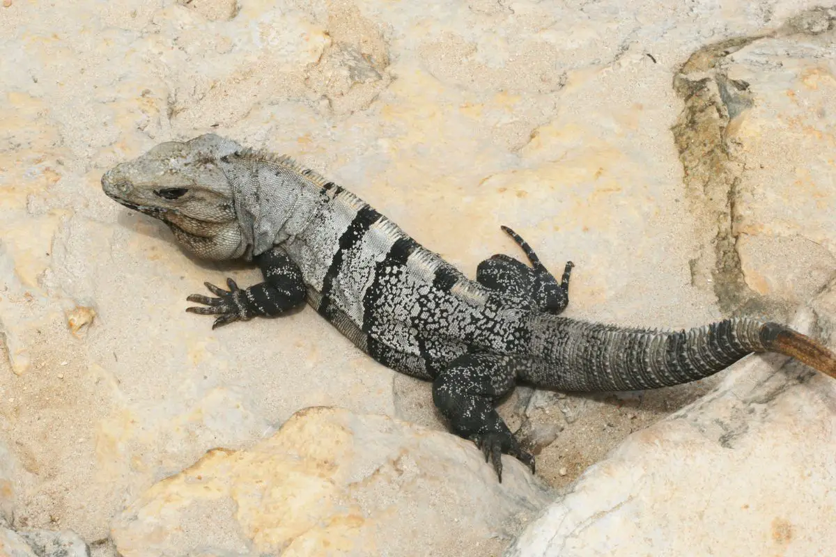Mexican spiny lizard iguana on the rock.