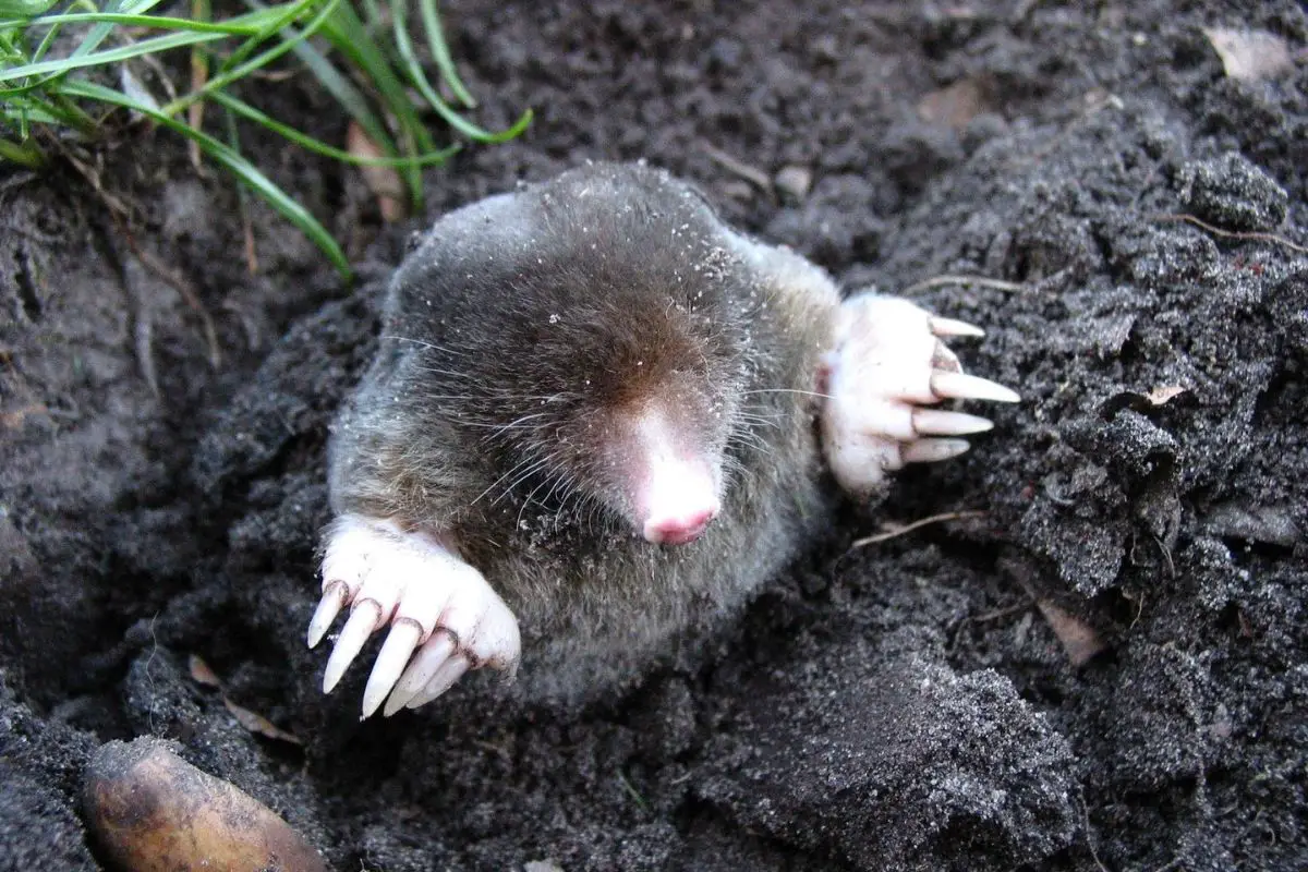Mole on the ground.
