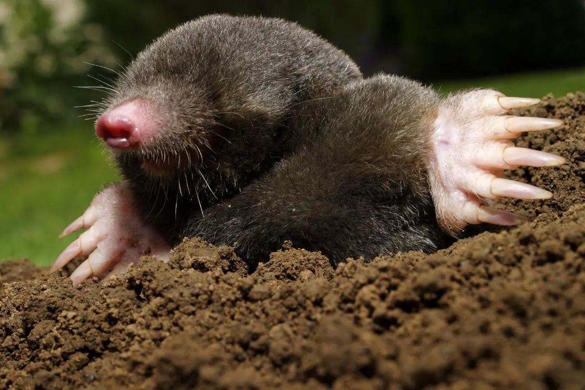 A mole in action.