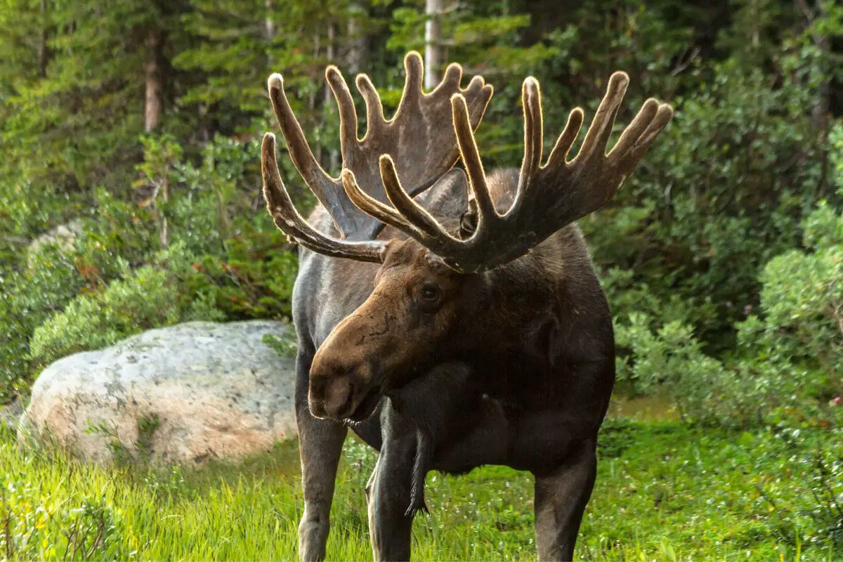 A bull moose standing on the grass.