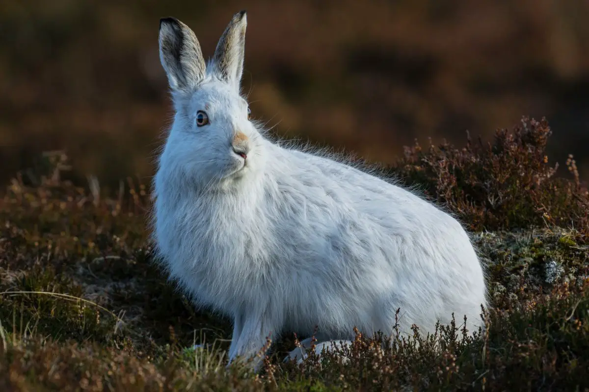 A photo of a threatened white mountain hare in a grass field.