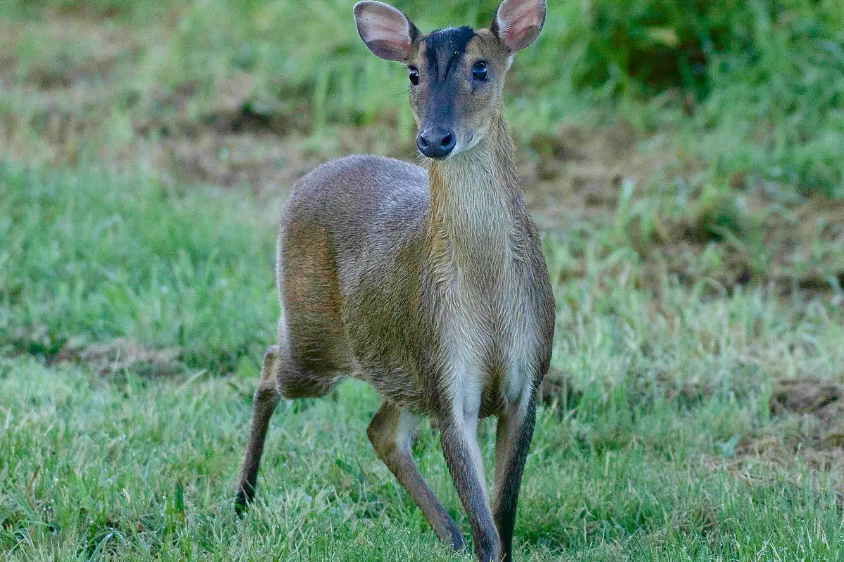 Muntjac on the grass.