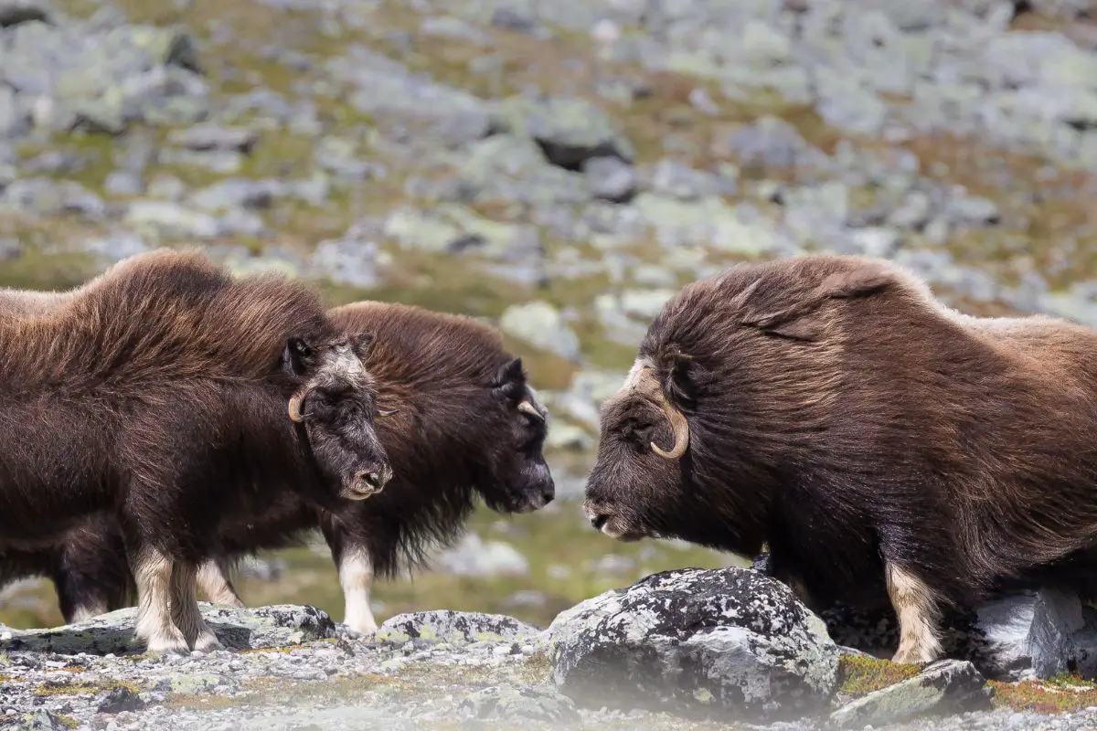 Musk oxen in mountains.