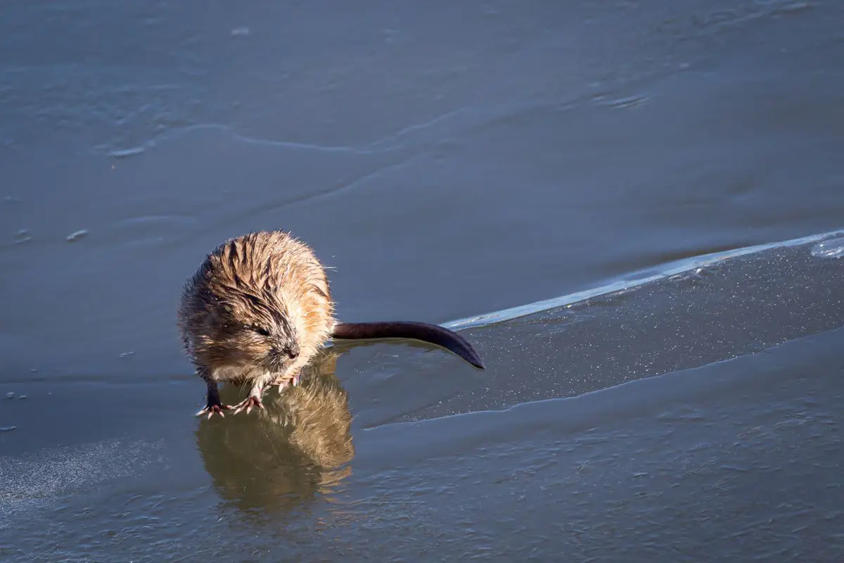 A muskrat stands on ice.