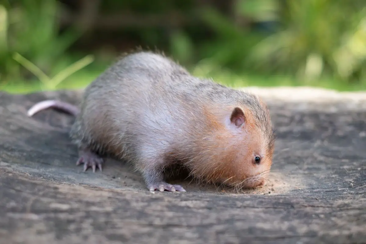 Mole rat or large bamboo rat in the garden.