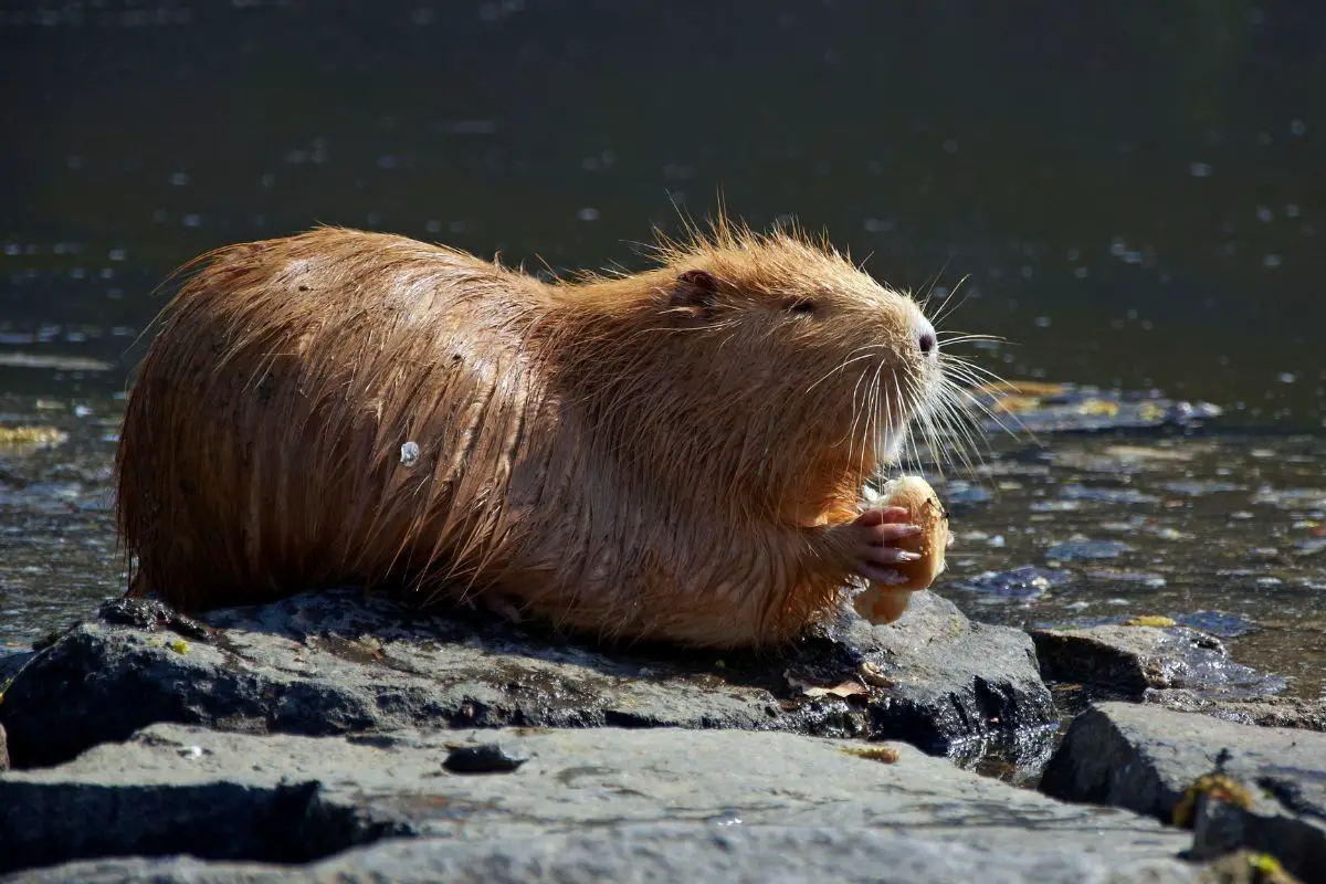 Nutria on the river.