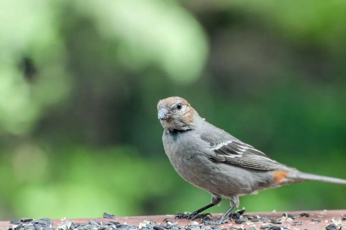 Picture of a young female pine grosbeak.