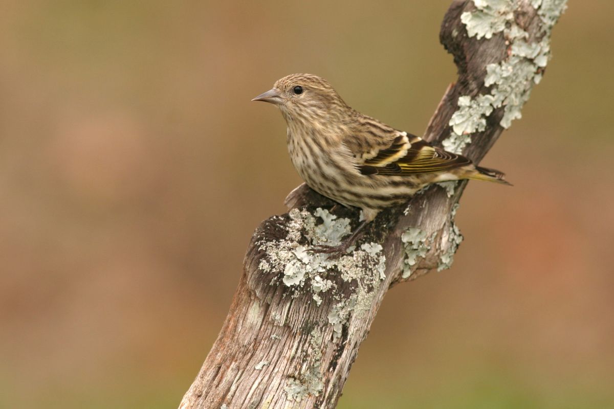 A pine siskin perched on a mossy fence post.