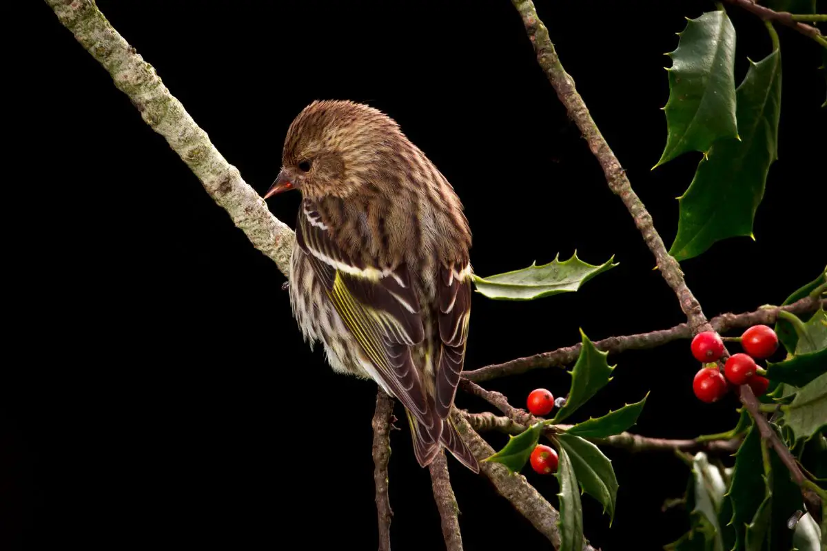 Pine siskin perched on holly branch.