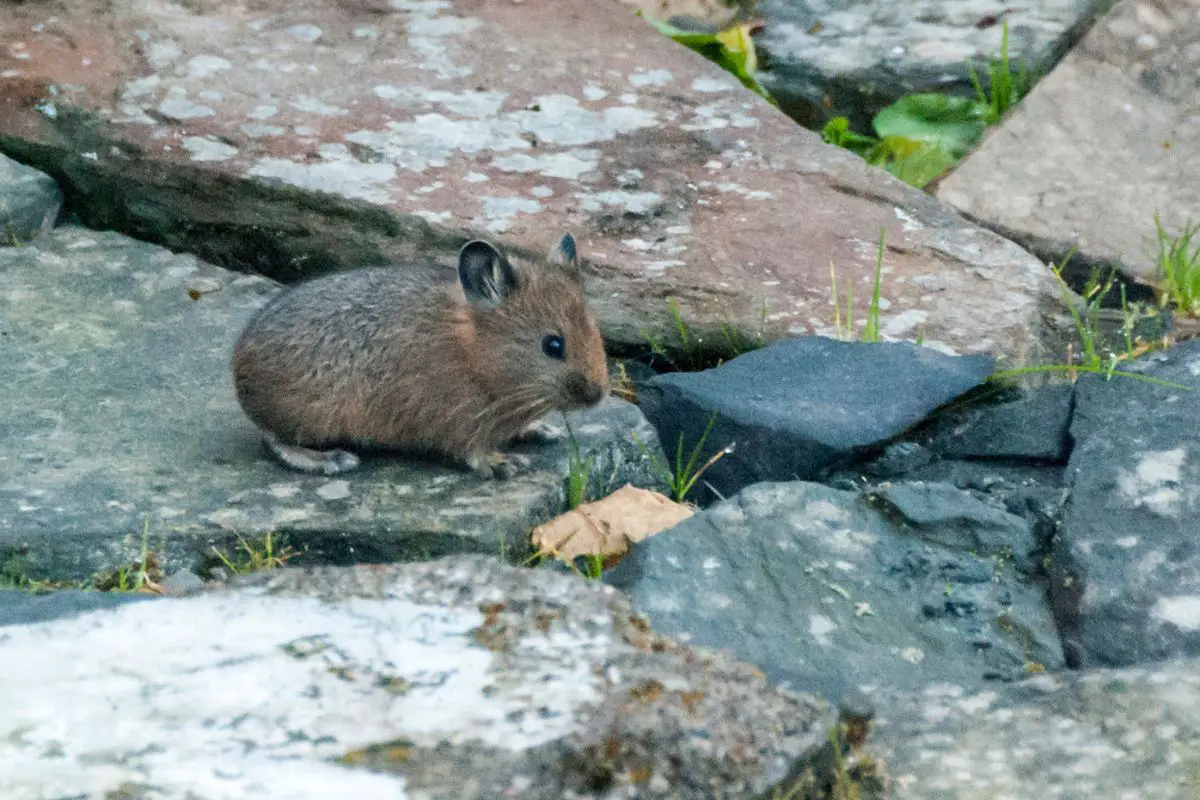 A Plateau Pika looking for food in amongst the rocks.