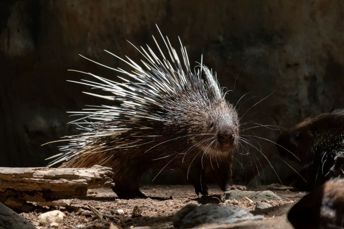 The different actions of malayan porcupine.