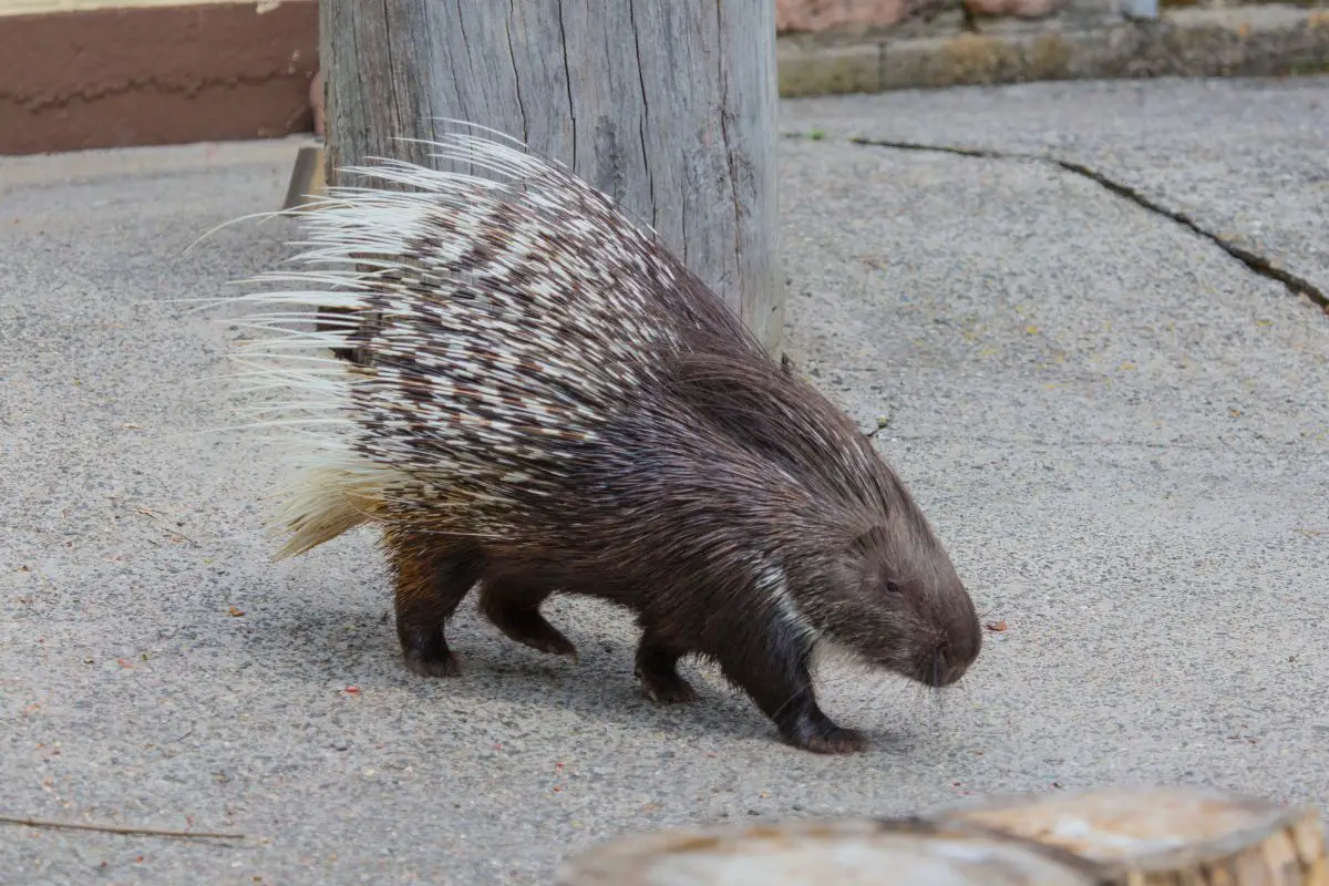 A cute porcupine walking alone.