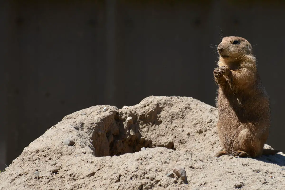 Prairie dog in the outdoors.