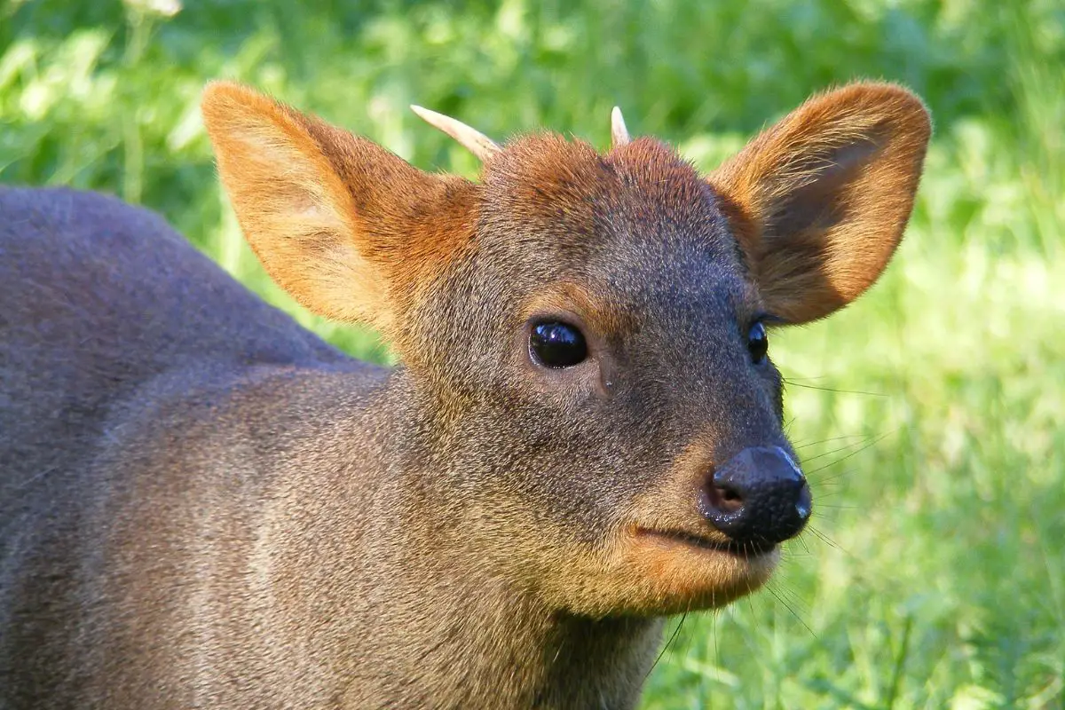 Funny brown pudu portrait in summer in the zoo.