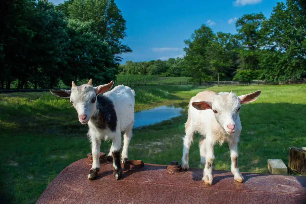 Two cute pygmy goat in the farm.