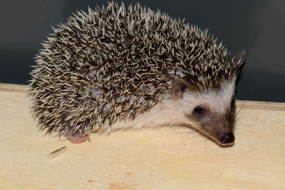 African pygmy hedgehogs sitting on a wooden table.