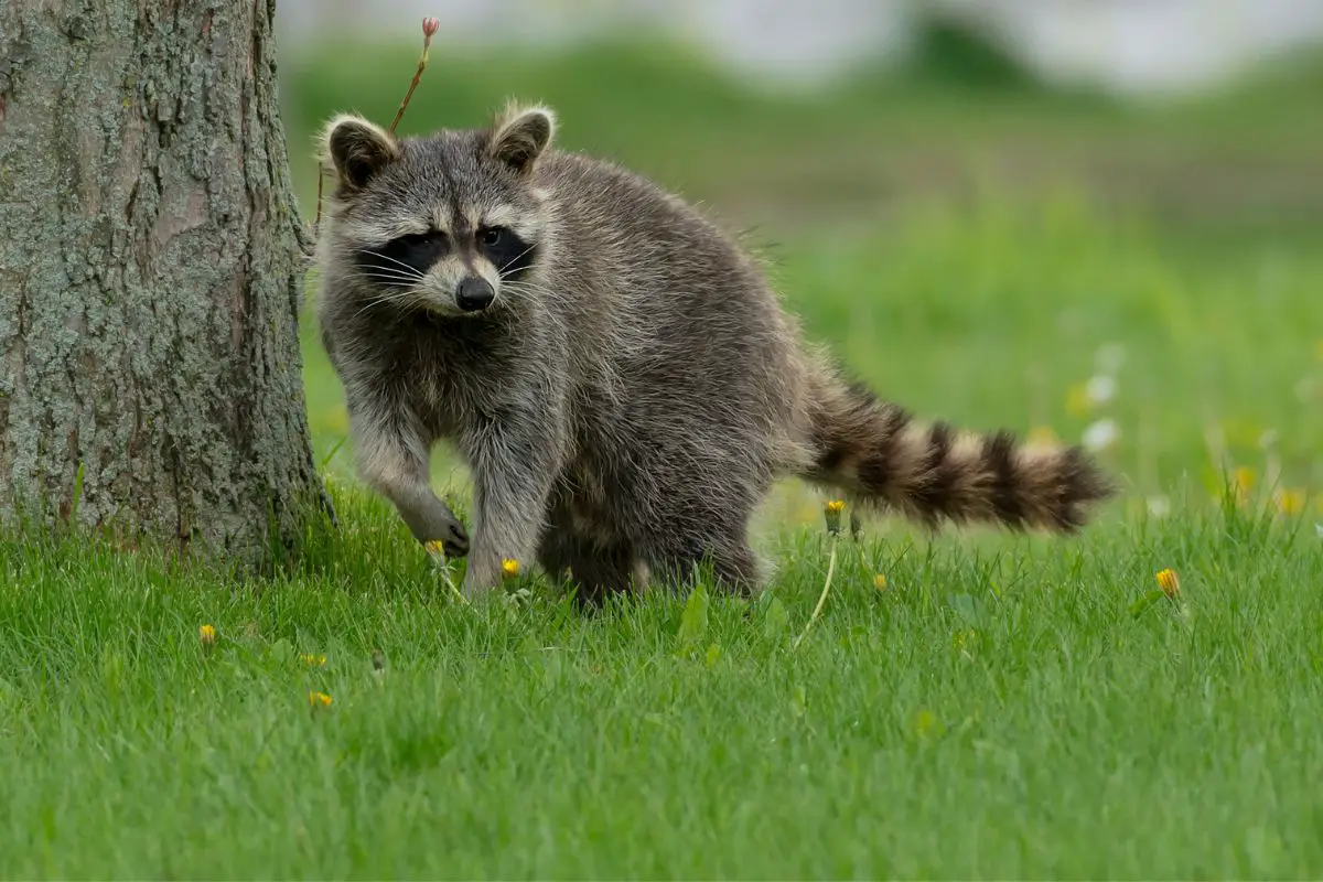 Common raccoon taking a walk in the park.