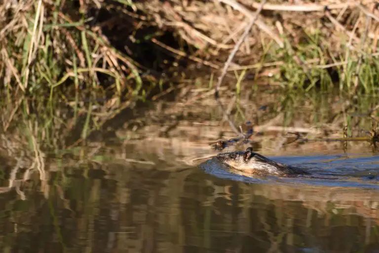 15 Animals Similar to a Squirrel NatureNibble