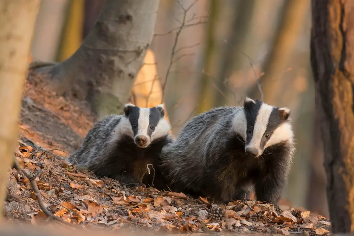 Adorable photo of mother and son badgers.