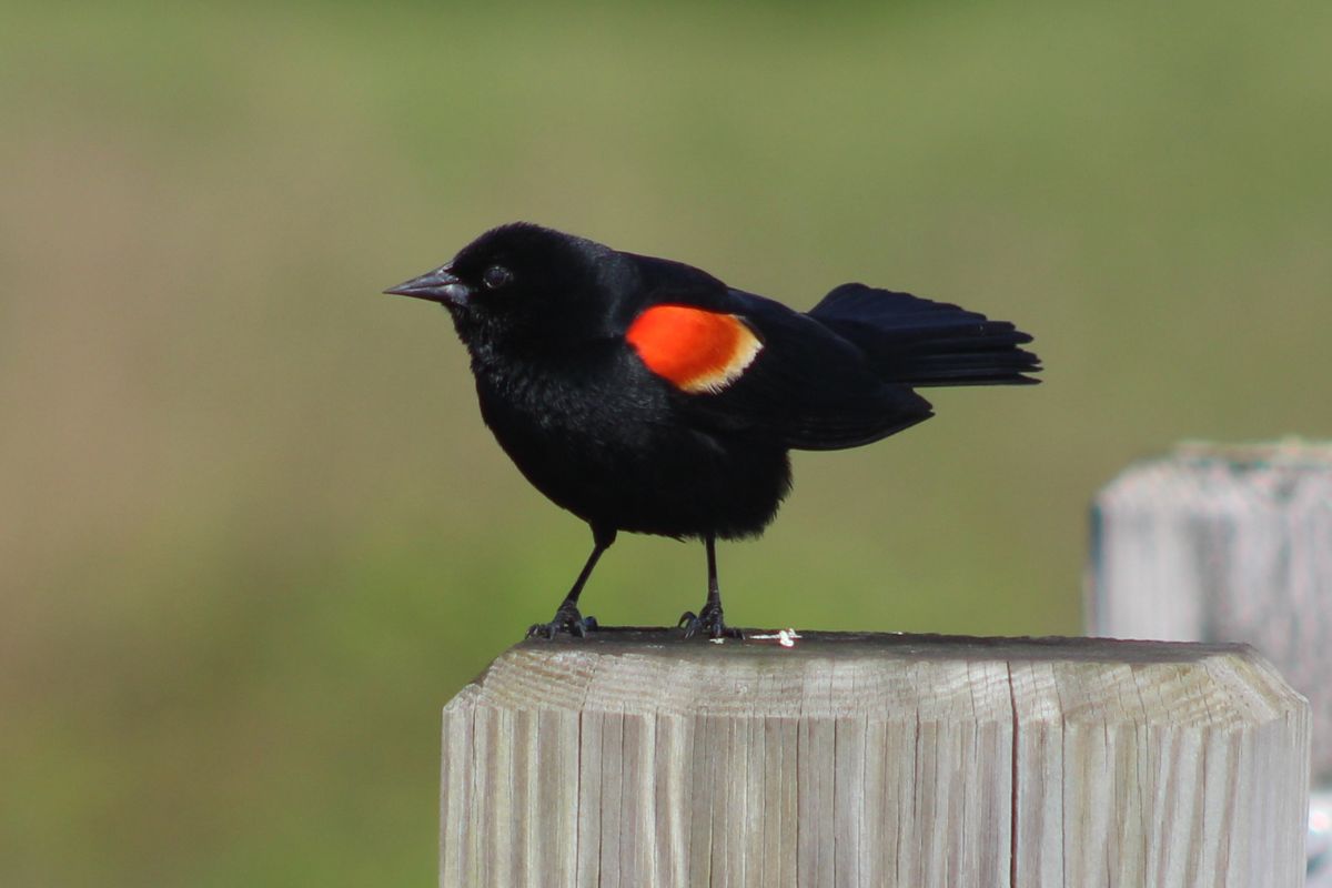 Red-winged blackbird perched on the post.