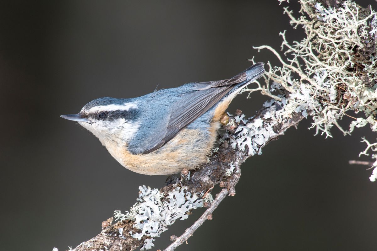 Red-breasted nuthatch on perch.
