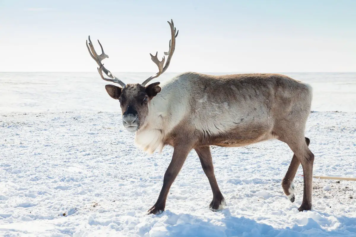 Reindeer grazing in the tundra during winter.