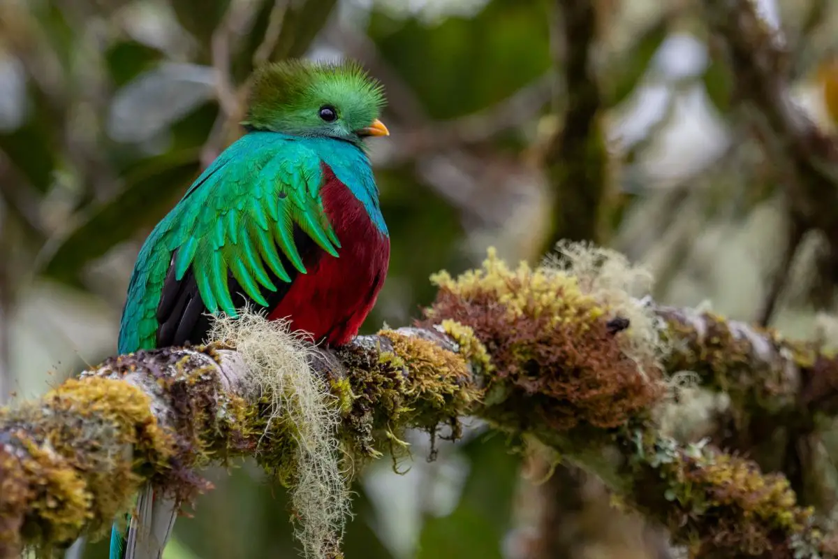 Resplendent quetzal in beautiful costa Rica.