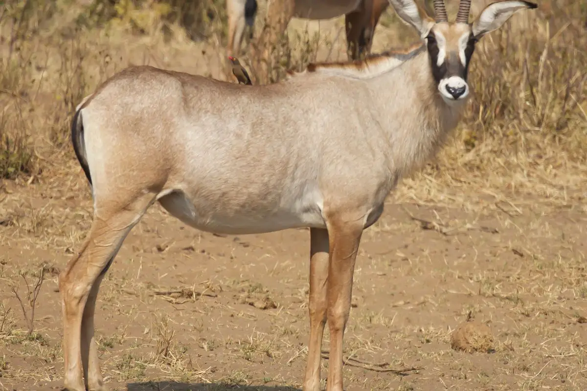 Roan antelope on the savannah.