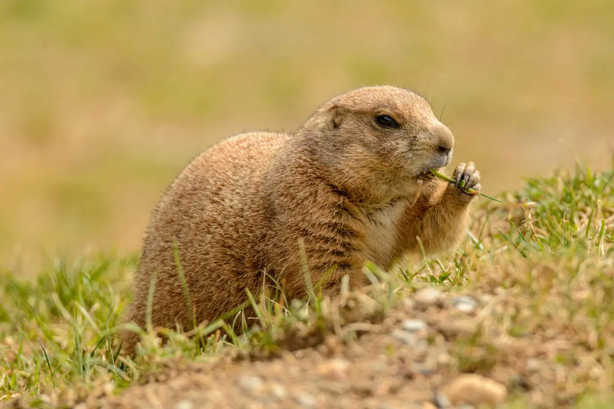 Prairie rodent in grass.