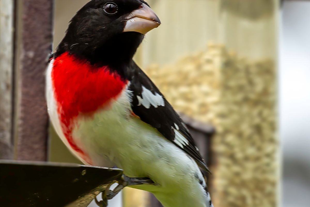 This rose-breasted grosbeak looked absolutely and stunning.