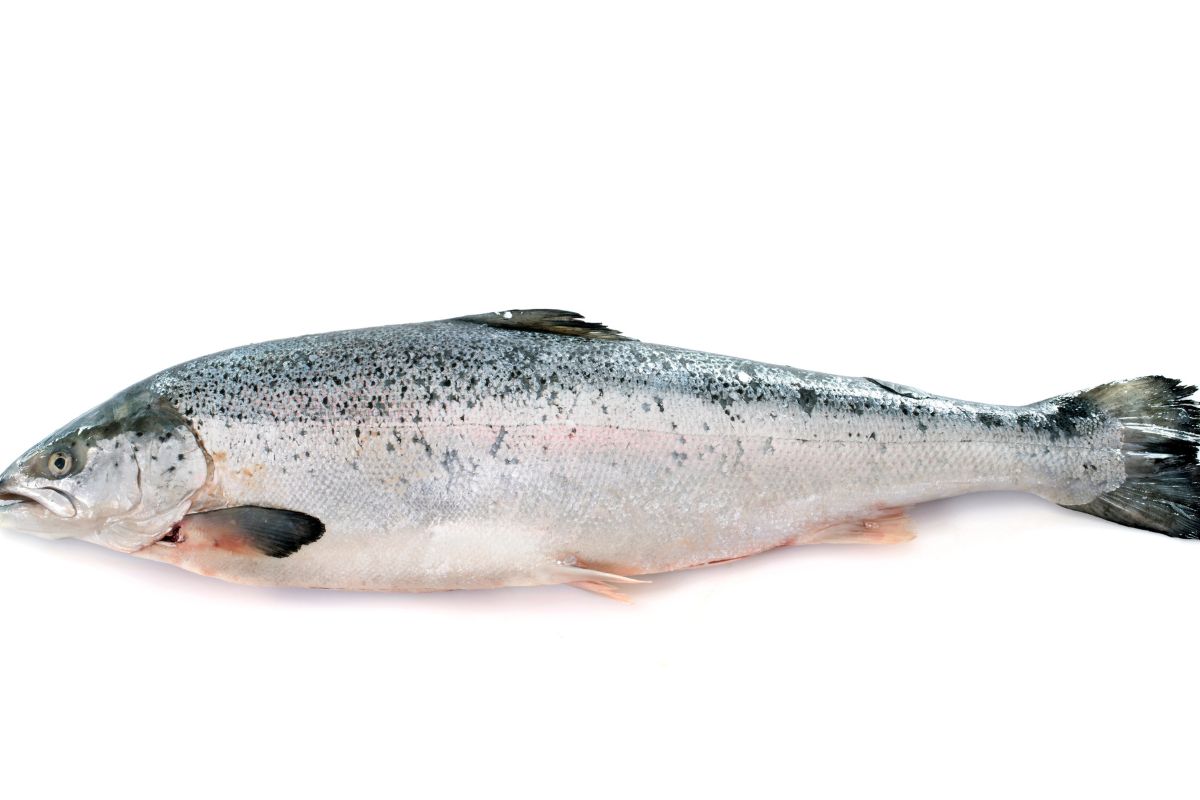 Salmon fish in front of white background.
