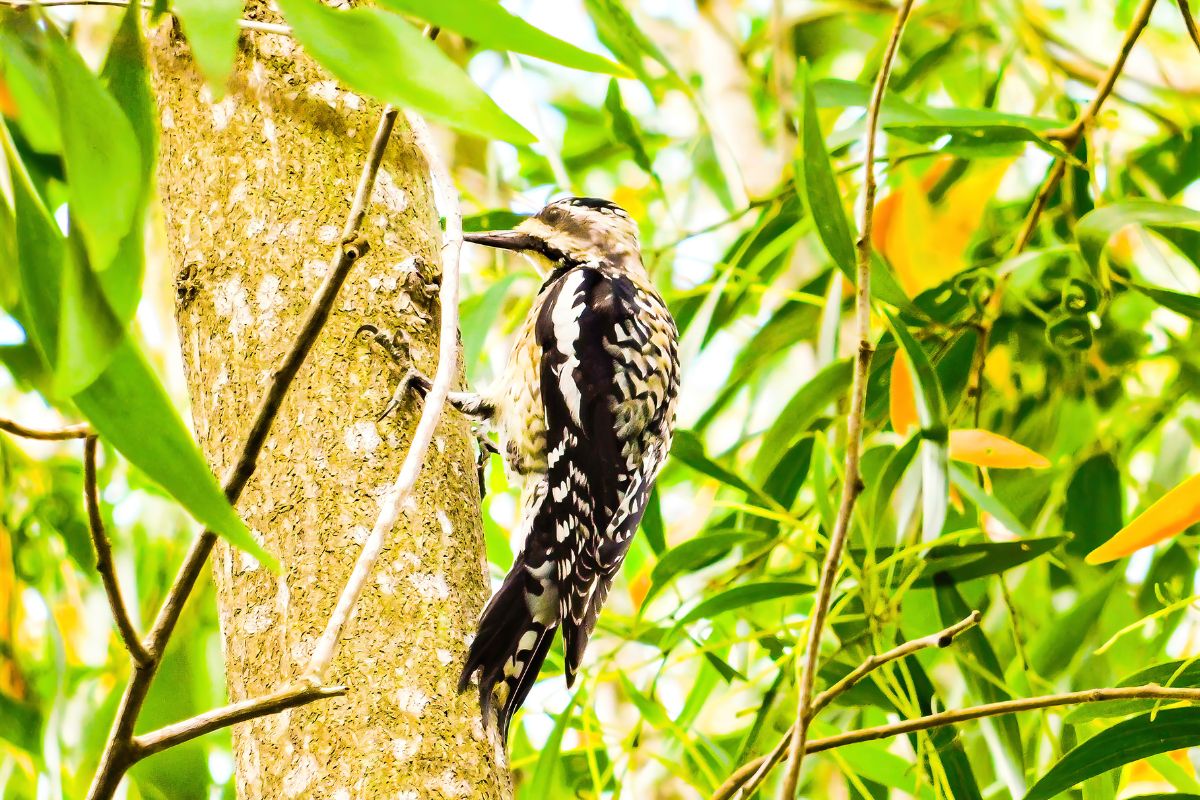 Sapsucker carving up the trees in the caribbean.
