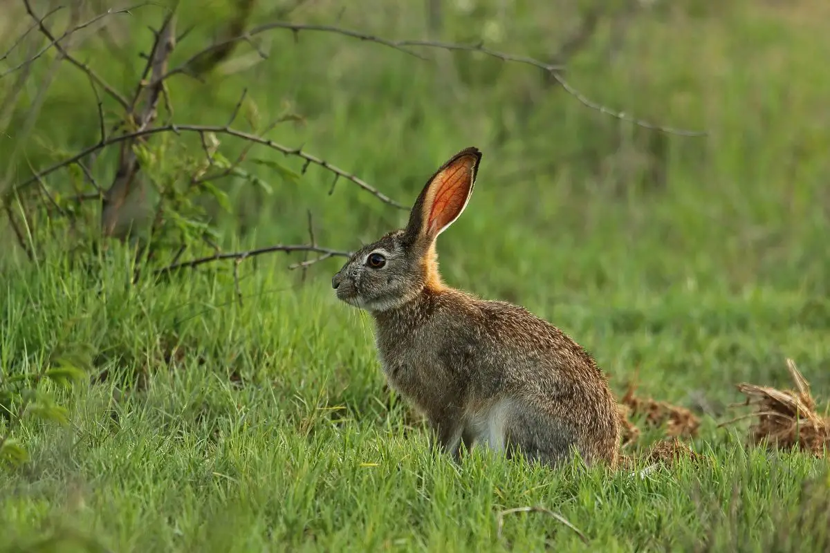 Scrub Hare adult sitting in lush grass.