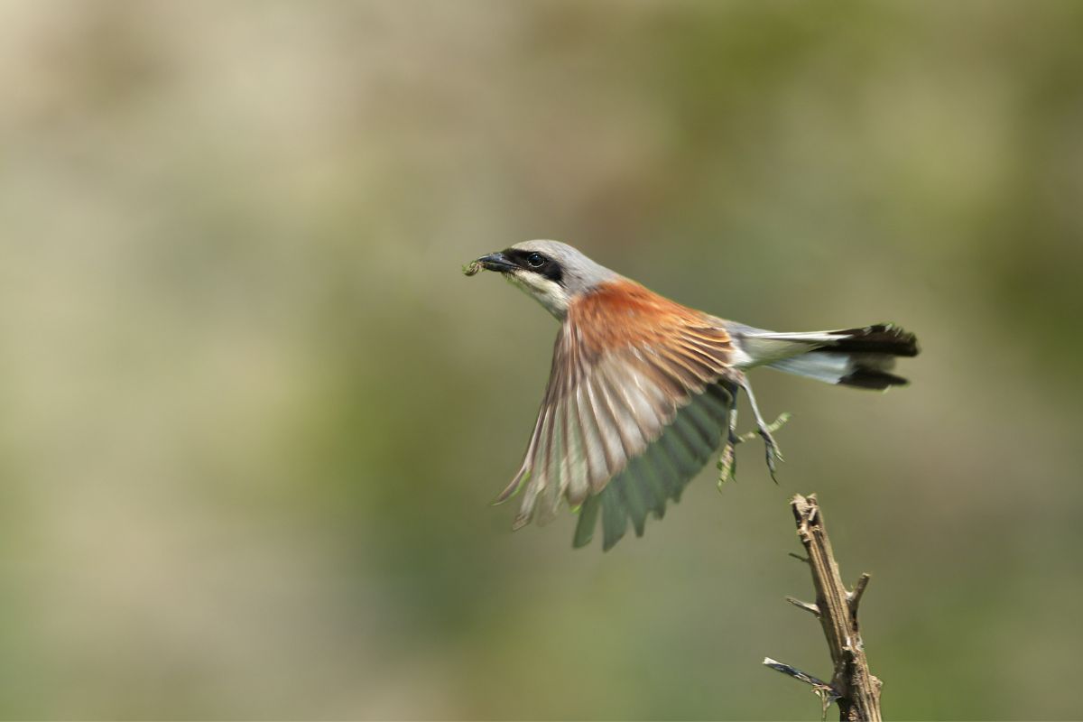 Red-backed shrike on the branch in flight.