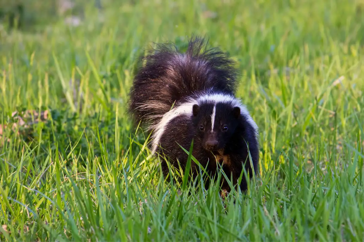 A skunk on the grass field looking for food.