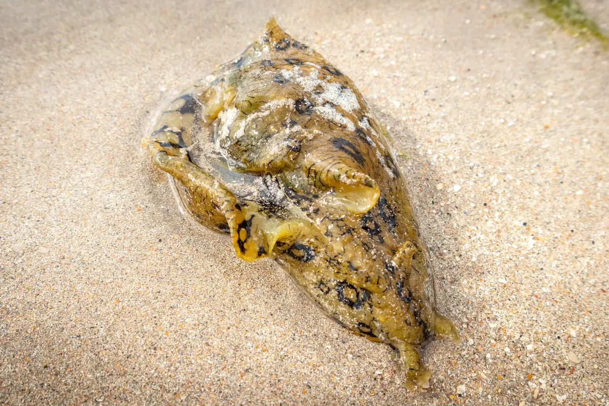Focused shot of a Sea hare at the water.