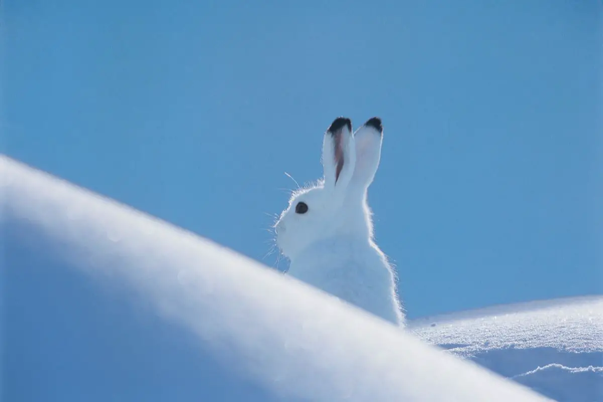 Snowshoe Hare in the winter.