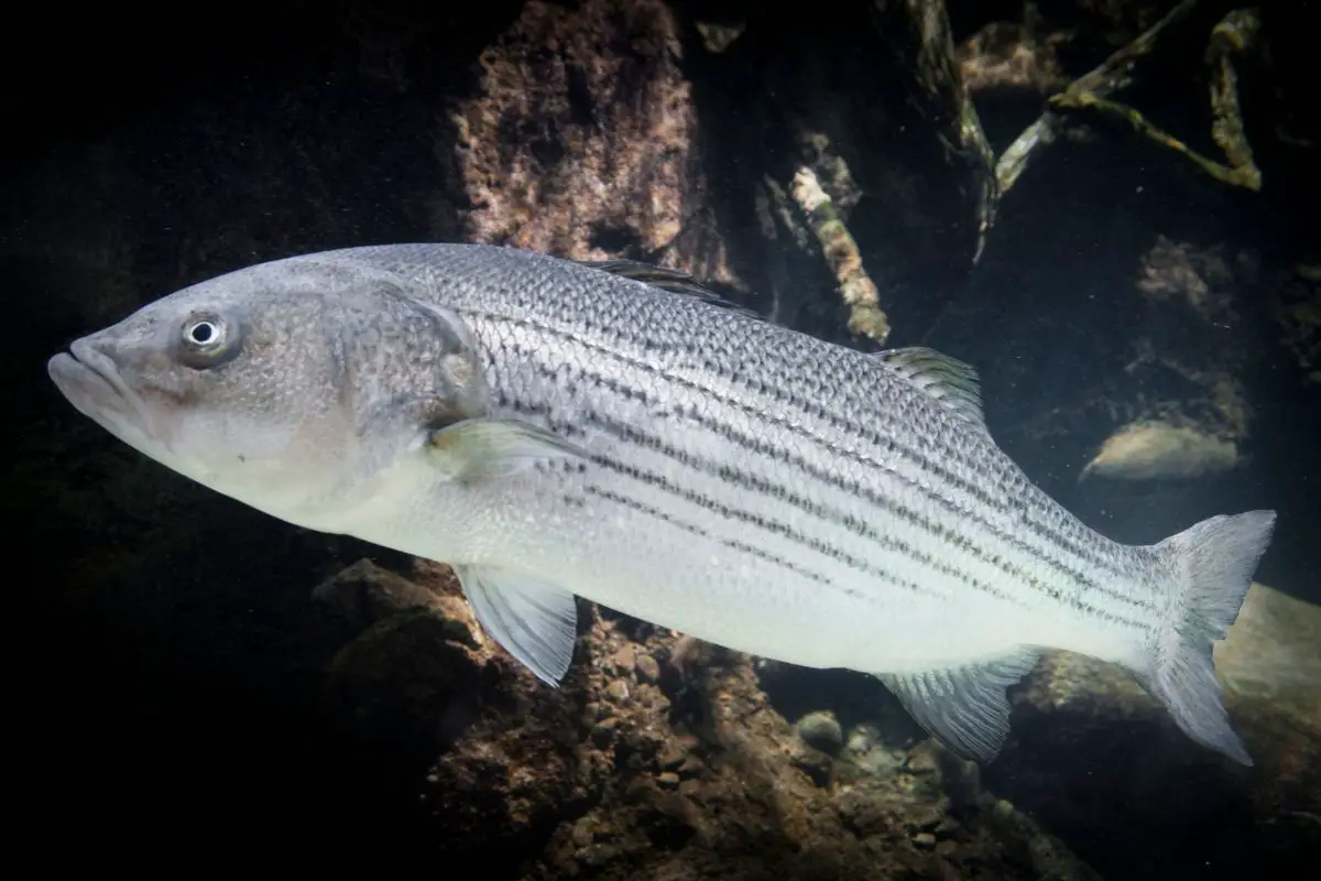 A full length side view of swimming striped bass.