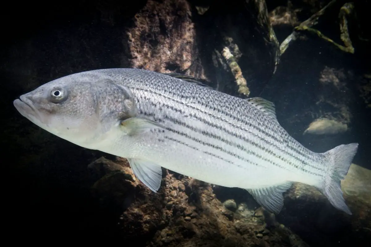 A full length side view of a swimming striped bass.