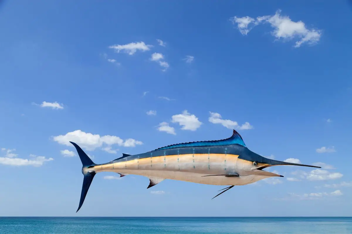 Swordfish isolated on sea and sky background.