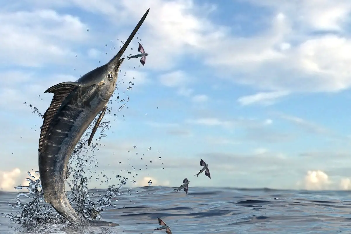 A high jump from swordfish.