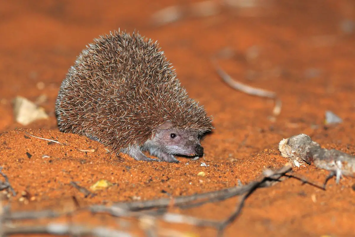 A lesser hedgehog tenrec.