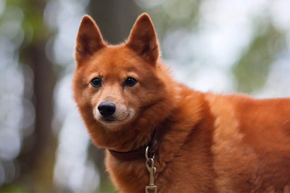 The finnish spitz outdoors, hunting dog.