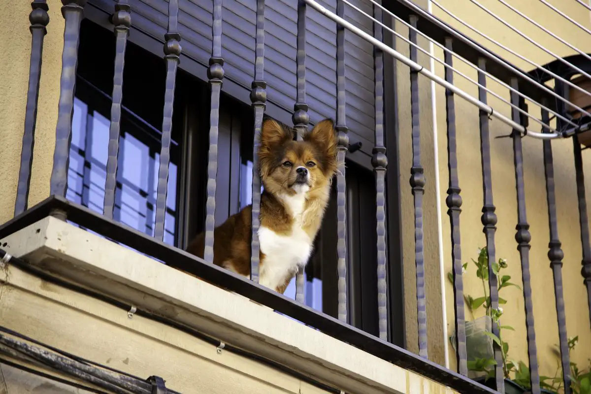 The Kugsha Dog in balcony.